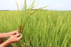 Hàng trăm ha lúa tại Gia Lai bị sâu bệnh gây hại