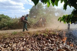 Xây dựng hệ sinh thái rừng bền vững nơi biên cương