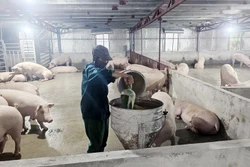 Người nông dân dám nghĩ, dám làm, thu nhập hàng tỷ đồng mỗi năm