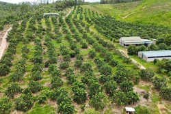Hỗ trợ kỹ thuật giúp nông dân khôi phục nhanh sản xuất sau bão