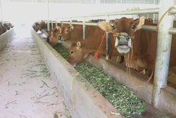 Xây dựng sinh kế bền vững từ nghề nuôi trâu bò vỗ béo