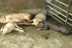 Cao Bằng phát hiện ổ dich tả lợn châu Phi tại phường Nùng Trí Cao