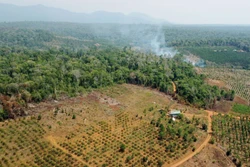 Hơn 75.000 ha đất lâm nghiệp 'chưa có rừng' ở Lâm Đồng