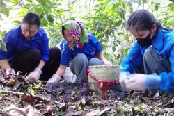 Hỗ trợ người dân 'cứu' nông sản thiệt hại do mưa đá ở Sơn La