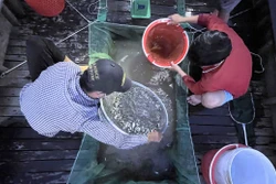 Đánh bắt 'lộc trời' mùa nước nổi