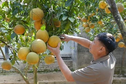 Ngọt ngào vị bưởi vùng cao Tràng Xá