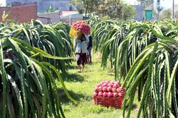 Phát huy hiệu quả các chính sách giảm nghèo bền vững cho vùng dân tộc thiểu số