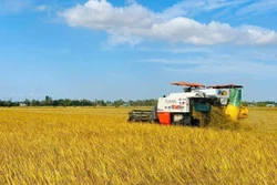 Tiền đề chuẩn hóa quy trình canh tác bền vững ngành sản xuất lúa gạo