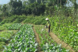 Khẩn trương ứng phó rét đậm, rét hại, bảo vệ sản xuất nông nghiệp