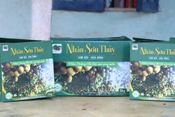 Nhãn Sơn Thủy mở rộng vùng trồng, nâng tầm xuất khẩu EU