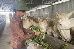 Độc đáo mô hình nuôi ngựa bạch bằng dược liệu