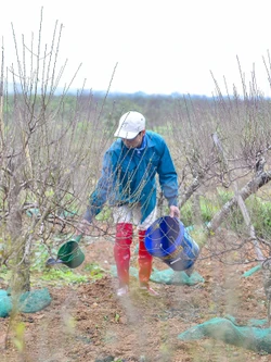 Thủ phủ đào phai xứ Thanh thay áo mới