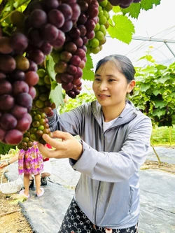 Chạm giấc mơ khởi nghiệp từ những chùm nho Hạ Đen