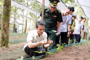Bàn cơ chế, giải pháp phát triển sâm Lai Châu tại các xã biên giới