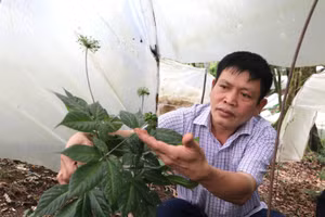Phát triển chuỗi giá trị và sinh kế bền vững ở vùng lõi Măng Ri