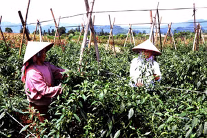 Liên kết trồng ớt chỉ địa, mở hướng phát triển kinh tế vùng cao
