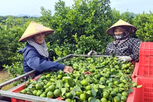 Nghiên cứu xây dựng vùng nguyên liệu chanh phục vụ xuất khẩu