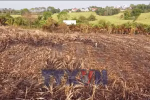 Nắng nóng làm cháy hàng trăm hecta mía của nông dân