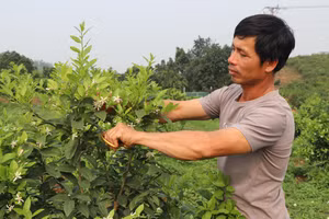 Sản xuất hàng hóa, tăng giá trị cây trồng trên một đơn vị diện tích