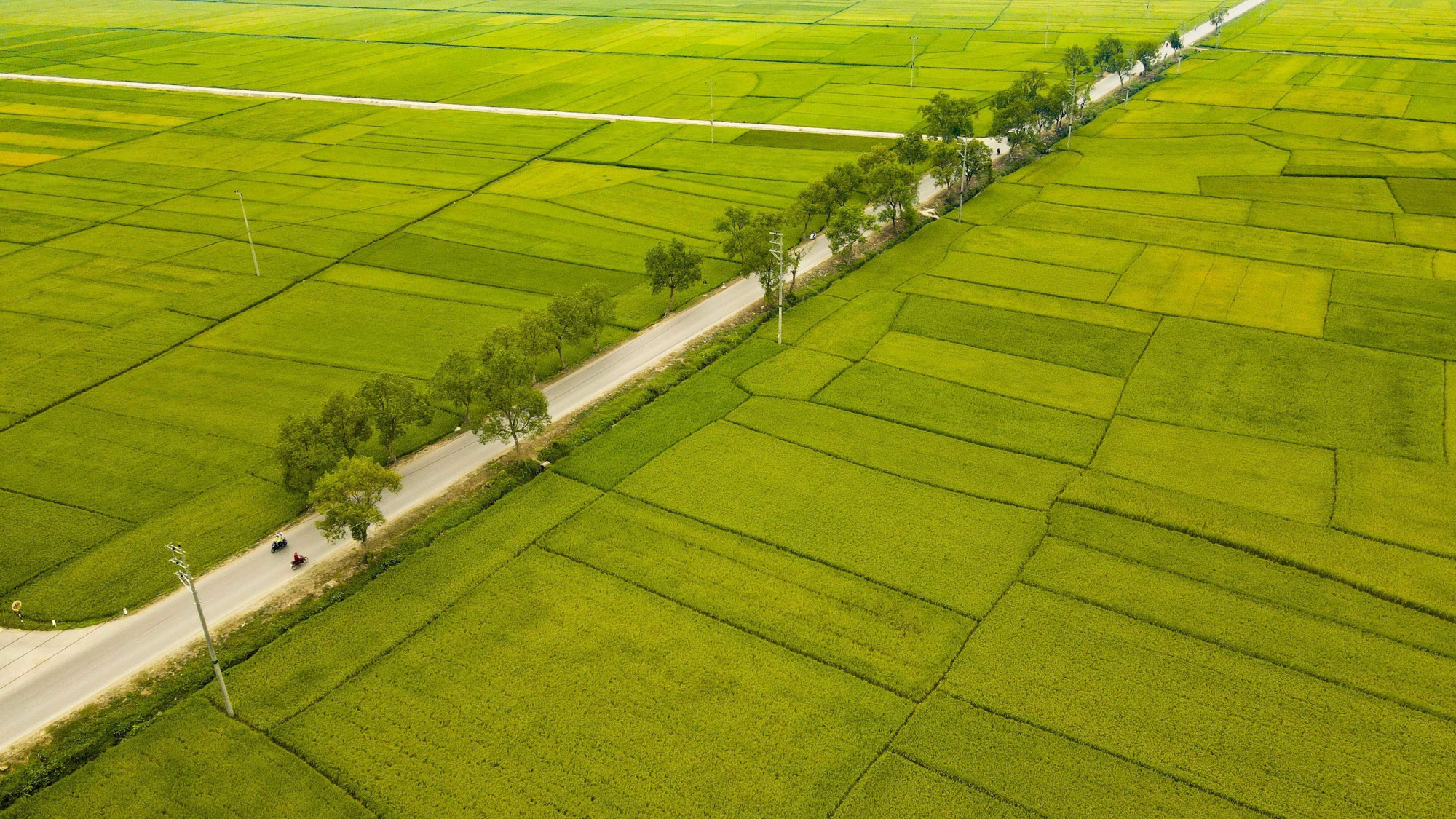 Quốc lộ 279 chạy giữa cánh đồng Mường Thanh, cánh đồng lớn nhất Tây Bắc. Ảnh: Xuân Tư/TTXVN dienbien-18.jpg