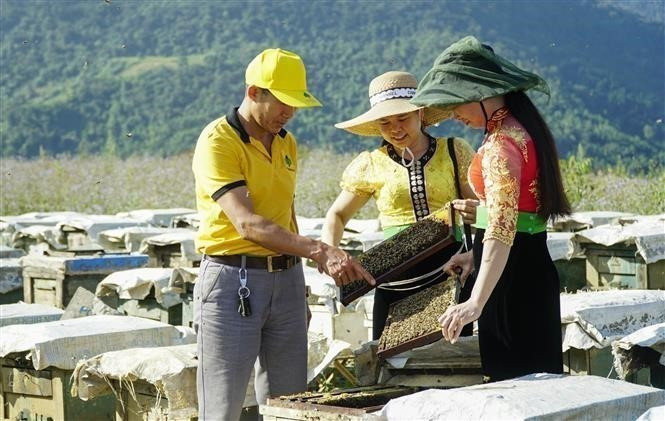 Nhờ lợi thế vùng đồi, diện tích rừng rộng lớn, nghề nuôi ong lấy mật đã trở thành sinh kế bền vững mang lại nguồn thu nhập cao, ổn định cho bà con nông dân xã Sam Mứn, huyện Điện Biên, tỉnh Điện Biên. Ảnh: Xuân Tư/TTXVN dienbien-19.jpg