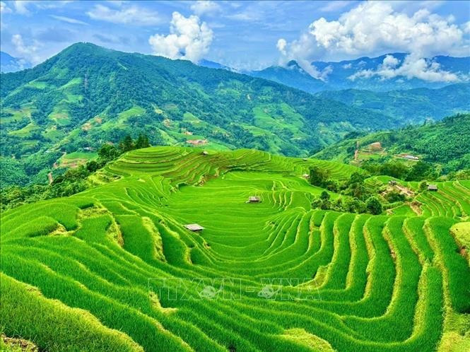 Ruộng bậc thang ở Thông Nguyên (Tuyên Quang) uốn lượn quanh sườn núi, tạo nên bức tranh thiên nhiên hùng vĩ và nên thơ. Ảnh: Triệu Quyên/TTXVN phát mua-vang1.jpg