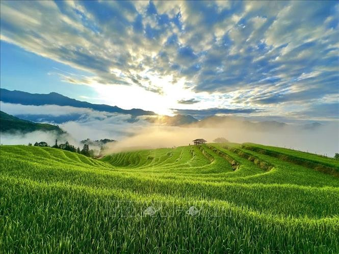 Bình minh lên trên ruộng bậc thang Thông Nguyên (Tuyên Quang). Ảnh: Triệu Quyên/ TTXVN phát mua-vang4.jpg