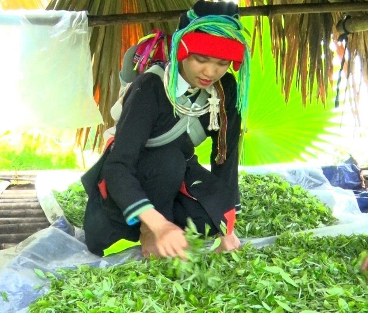 Cô gái người Dao Bàn Thị Hom chọn những búp chè tốt nhất để làm nên sản phẩm đặc trưng của riêng mình. Cô gái người Dao Bàn Thị Hom chọn những búp chè tốt nhất để làm nên sản phẩm đặc trưng của riêng mình.