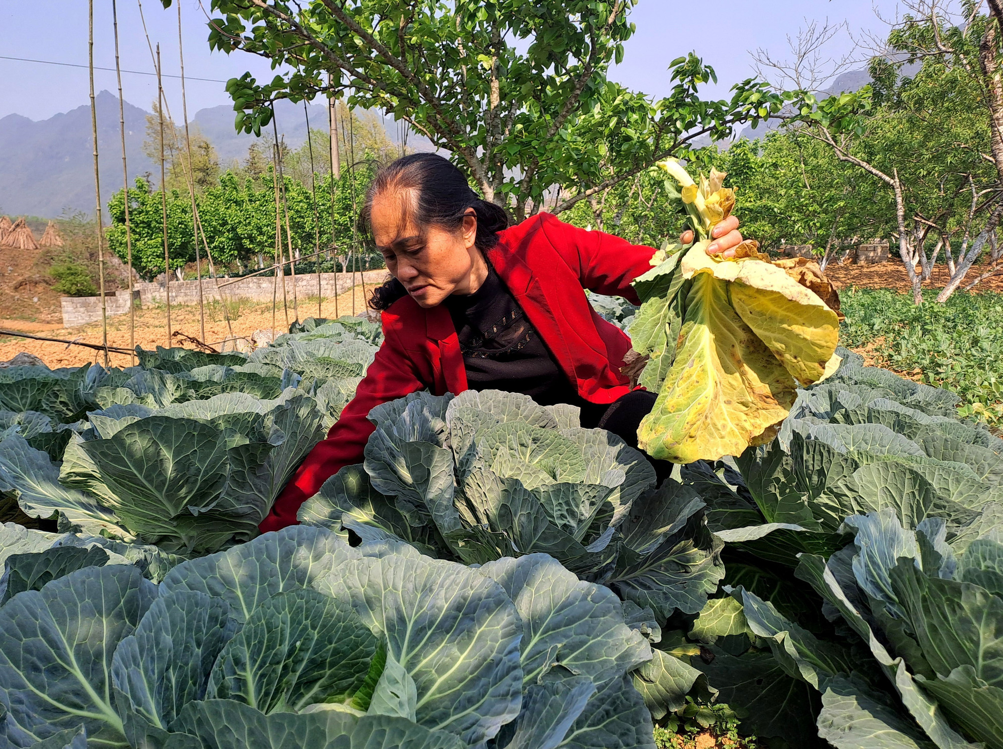 Bà Trương Thị Sến (thị trấn Phố Bảng) chăm sóc khu vườn cây của mình. ha-giang2.jpg