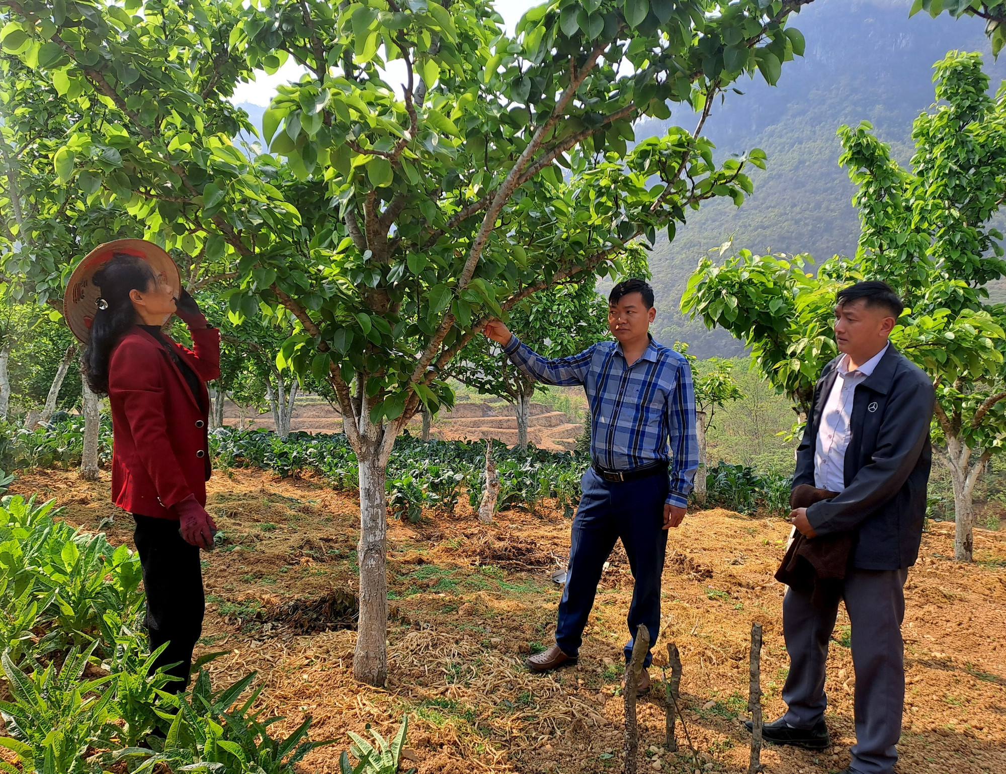 Cán bộ thị trấn Phố Bảng thăm và hướng dẫn kỹ thuật chăm sóc vườn cây cho Bà Trương Thị Sến. ha-giang.jpg