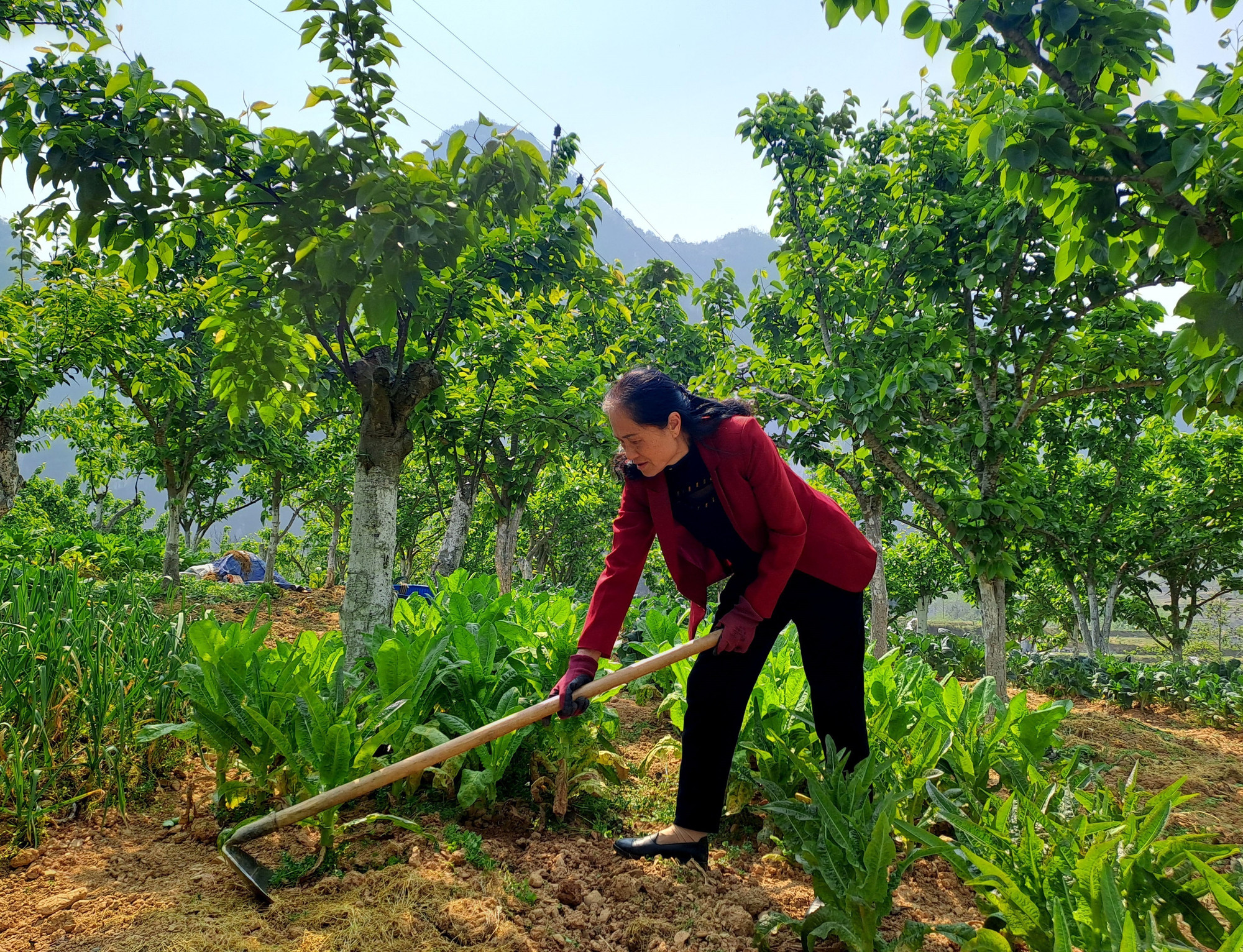 Bà Trương Thị Sến (thị trấn Phố Bảng, huyện Đồng Văn, tỉnh Hà Giang) chăm sóc khu vườn cây của mình. ha-giang3.jpg