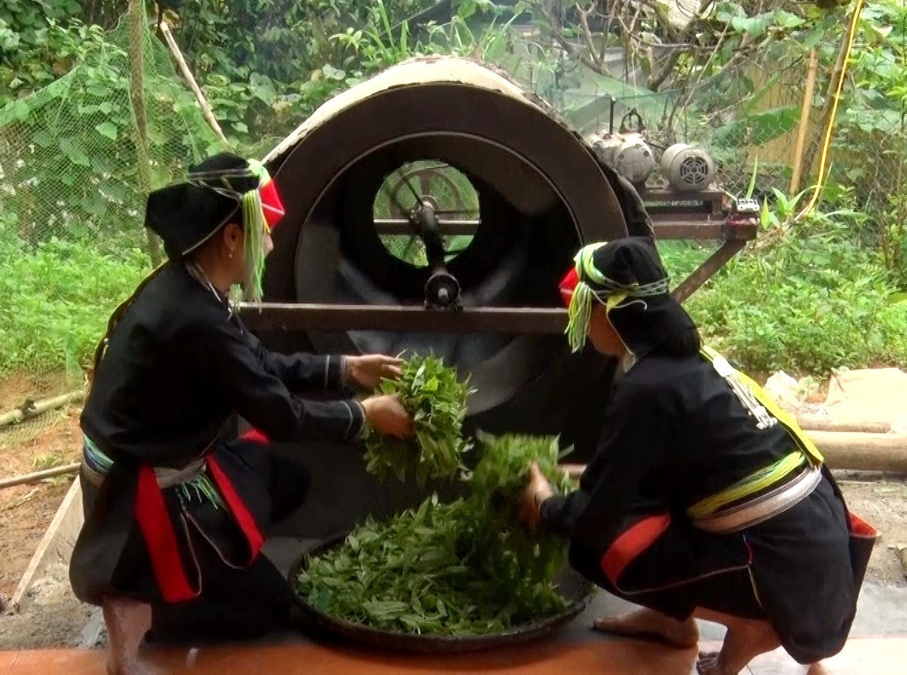 Cô gái người Dao Bàn Thị Hom miệt mài với công việc sao chè. Cô gái người Dao Bàn Thị Hom miệt mài với công việc sao chè.