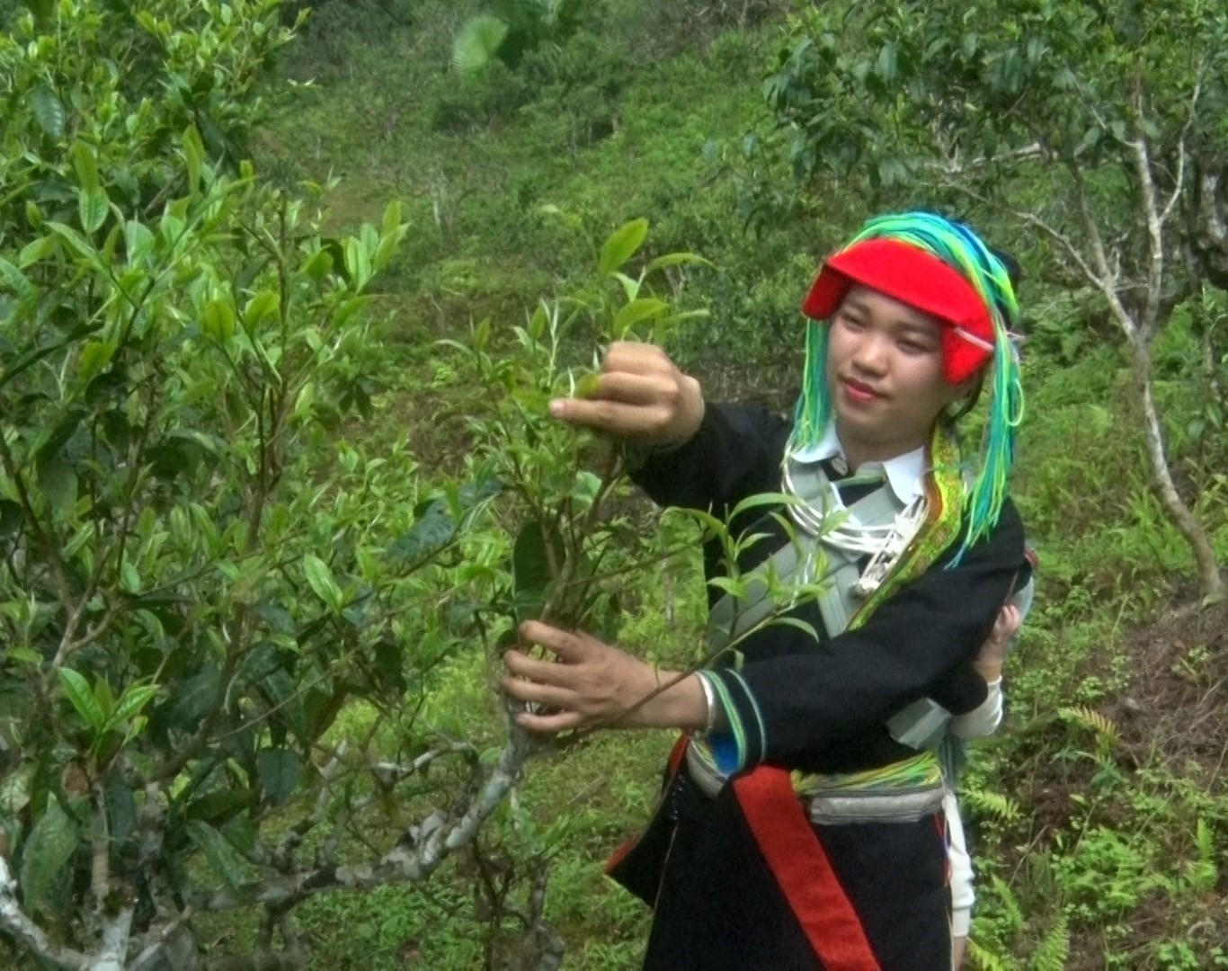 Cô gái người Dao Bàn Thị Hom chọn những búp chè tốt nhất để làm nên sản phẩm đặc trưng của riêng mình Cô gái người Dao Bàn Thị Hom chọn những búp chè tốt nhất để làm nên sản phẩm đặc trưng của riêng mình