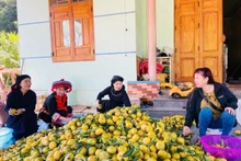 Hàng trăm hộ dân Bạch Thông thoát nghèo nhờ thương hiệu 'Quýt Bắc Kạn'
