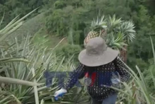 Nâng tầm nông sản Điện Biên từ bảo hộ nhãn hiệu