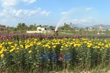 Vựa hoa Thanh Nưa tất bật vào vụ Tết