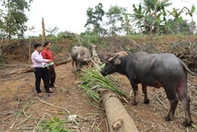 Người dân vùng lũ an tâm đón Tết nhờ nguồn vốn tín dụng ưu đãi