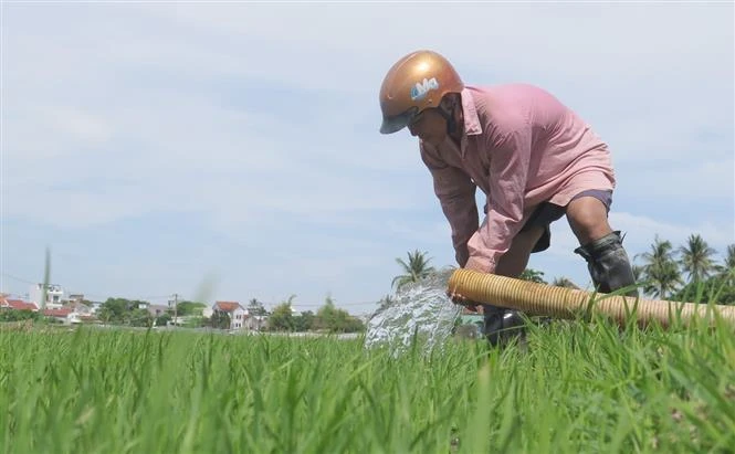 Phú Yên khẩn trương điều tiết nước để chống hạn cho lúa vụ hè thu