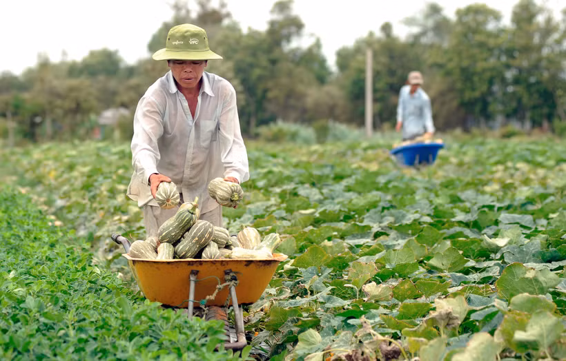 Trà Vinh: Hợp tác xã đồng hành cùng nông dân Khmer