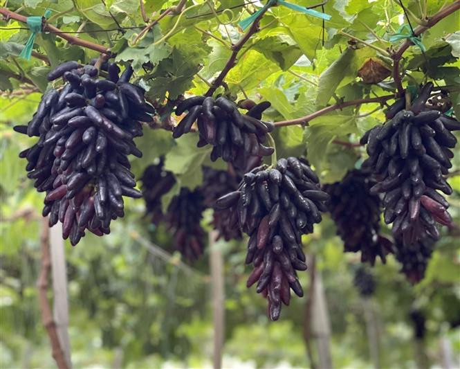 Vườn nho Ngón tay đen chuẩn bị cho thu hoạch. Ảnh: TTXVN phát