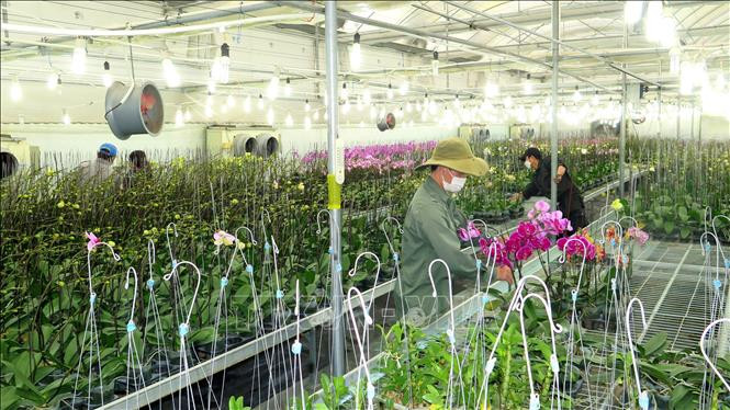 Trồng hoa ứng dụng công nghệ cao. Ảnh: Tường Vi – TTXVN
