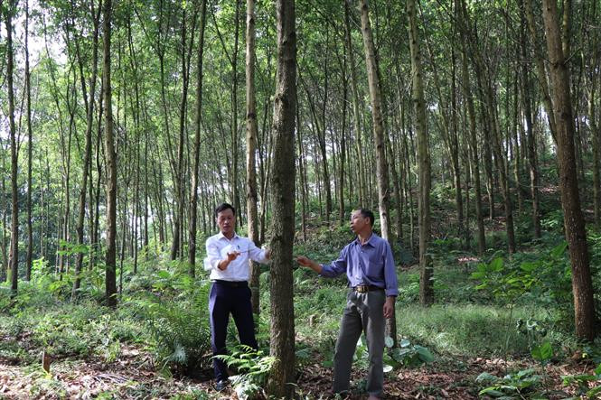 Cán bộ xã Trung Tâm (Lục Yên, Yên Bái) kiểm tra sinh trưởng của cây keo. Ảnh: Đức Tưởng - TTXVN
