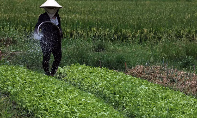 Mô hình trồng màu của chị em phụ nữ Khmer phát triển rộng khắp trên địa bàn ấp Kênh 2. Ảnh: Lê Sen
