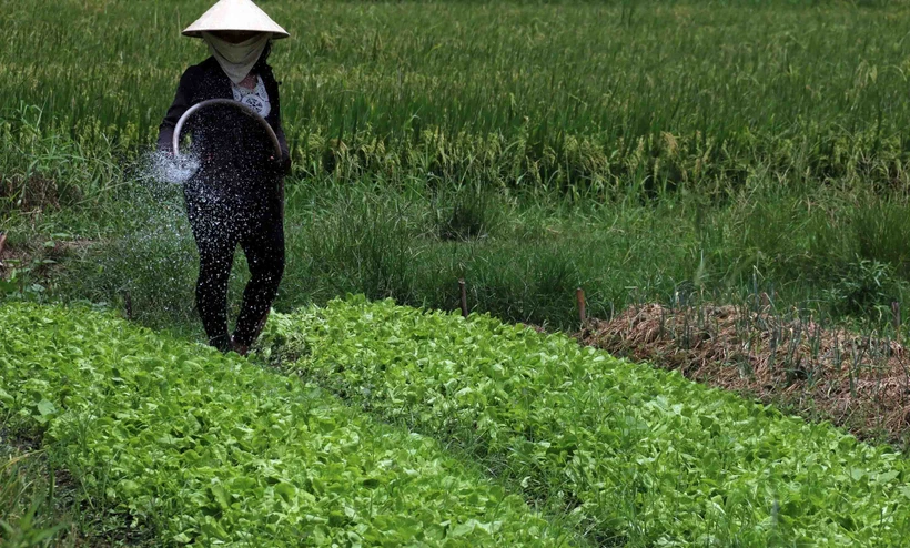 Mô hình trồng màu của chị em phụ nữ Khmer phát triển rộng khắp trên địa bàn ấp Kênh 2. Ảnh: Lê Sen