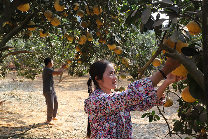 Mô hình trang trại tổng hợp của gia đình anh Hoàng Văn Trưởng ở thôn Minh Hà, xã Minh Khương cho thu nhập trên 1 tỷ đồng/năm. Ảnh: An Thành Đạt