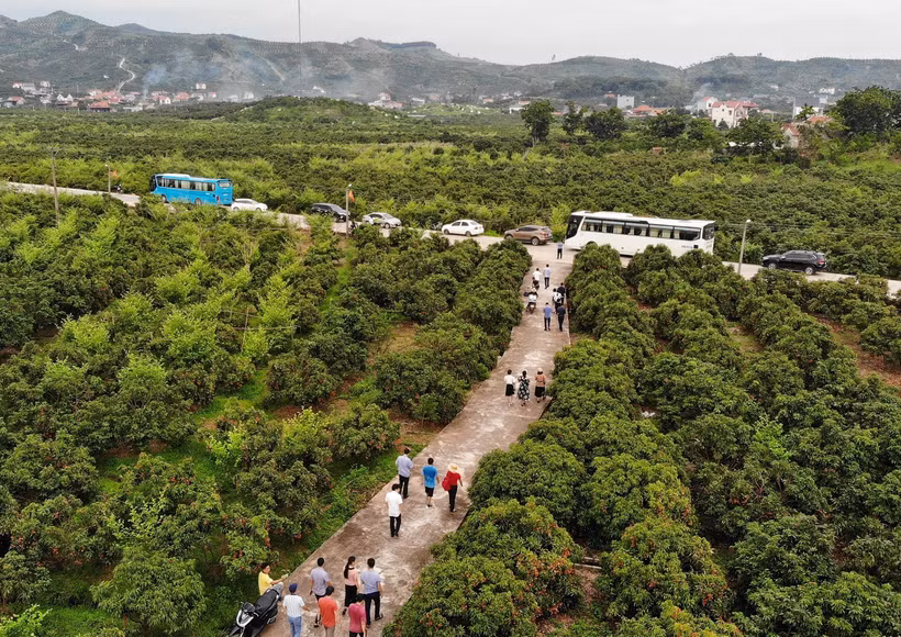 Vào vụ thu hoạch vải thiều, cam, bưởi hằng năm, huyện Lục Ngạn (Bắc Giang) thu hút hàng trăm nghìn lượt khách đến tham quan, du lịch trải nghiệm. Ảnh: Danh Lam
