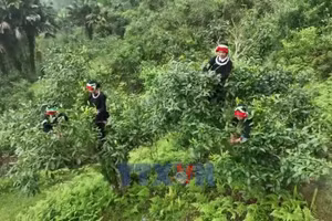 Vụ chè xuân tạo động lực phát triển kinh tế dưới chân dãy Tây Côn Lĩnh