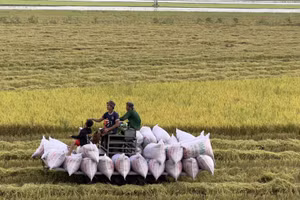Tái cấu trúc chuỗi giá trị lúa gạo theo hướng bền vững