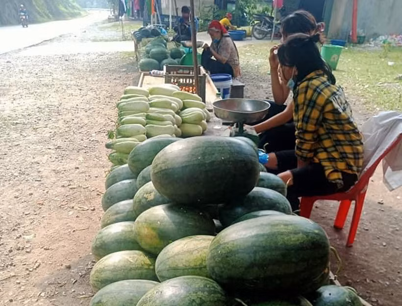 Phủ xanh đất đồi kém hiệu quả ở Mường Khương
