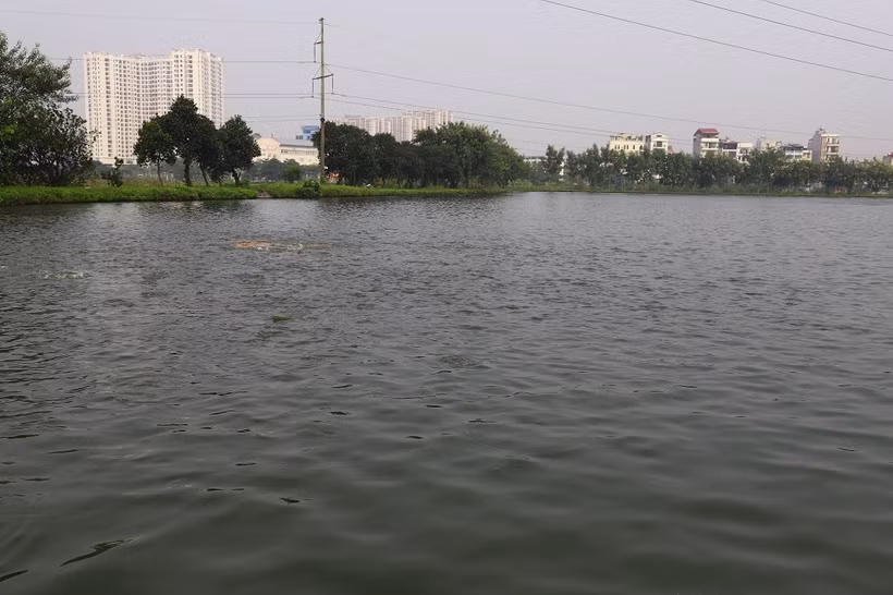 Hà Nội giai đoạn tới sẽ tiếp tục nghiên cứu, đề xuất thành phố ban hành một số chính sách đặc thù nhằm khuyến khích nuôi trồng thủy sản hữu cơ, qua đó tạo nguồn thực phẩm sạch, hướng tới xây dựng thương hiệu thủy sản Hà Nội.